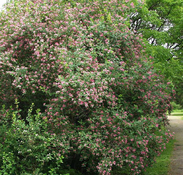Жимолость татарская