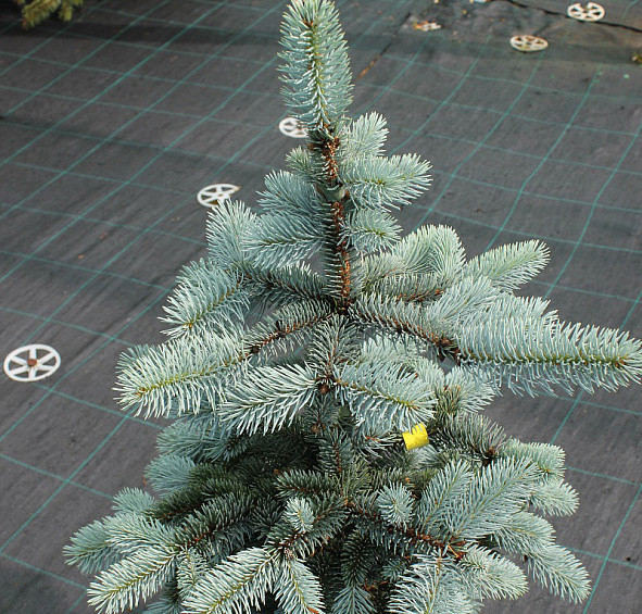 Ель колючая 'Ольденбург'