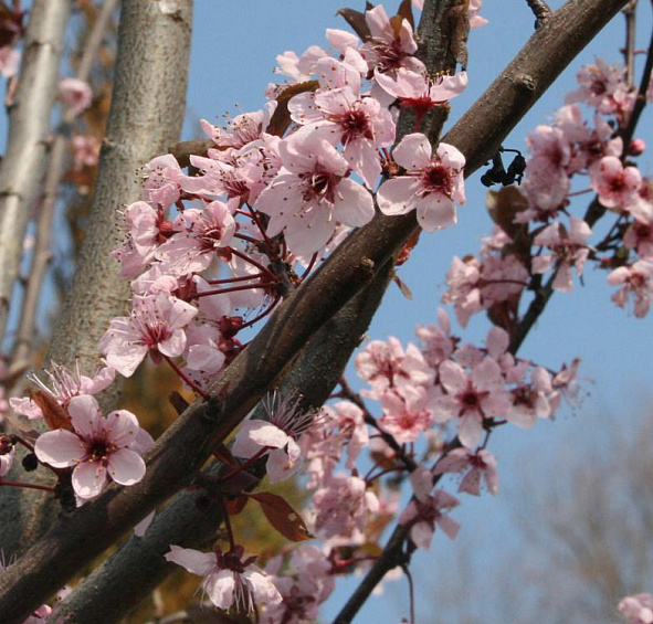 Слива мелкопильчатая Нигра