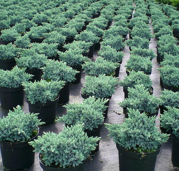 Можжевельник чешуйчатый 'Блу Стар'