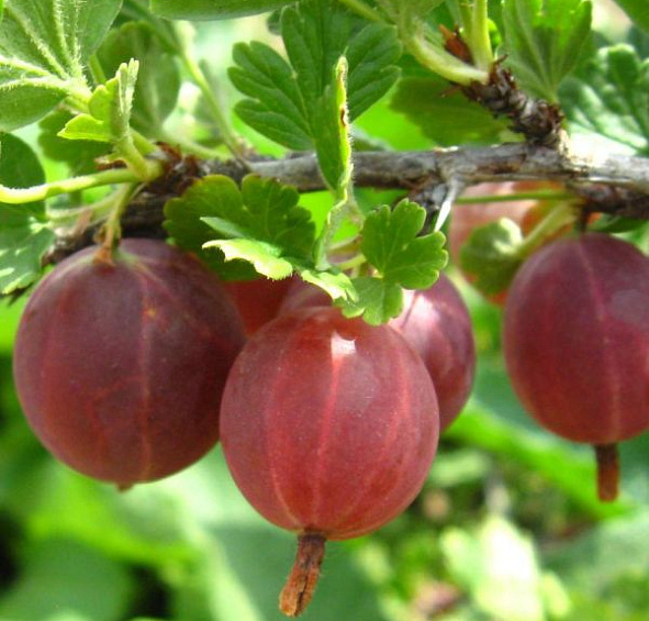 Крыжовник 'Краснославянский'