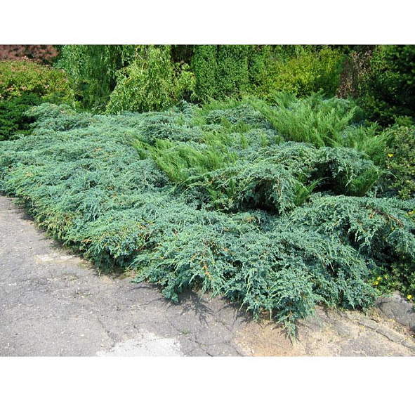 Можжевельник чешуйчатый 'Блу Карпет'