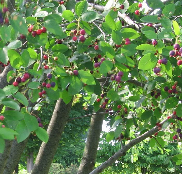 Ирга древовидная Робин Хилл (Robin Hill)