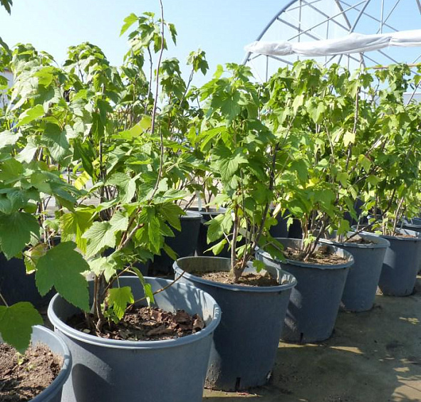 Смородина черная 'Зеленая дымка'