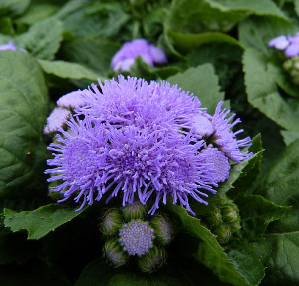 Агератум Хоустона Перл Блу