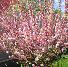 Вишня мелкопильчатая (сакура) 'Розовая мгла'