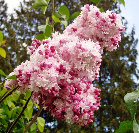 Сирень обыкновенная 'Свитхарт' (розово - белая)