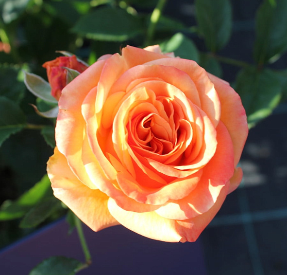 Роза 'Ибица' (чайно-гибридная) (оранжево - красная)