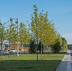 Благоустройство территории Административно-делового центра в п. Коммунарка – Южный Комунарка4