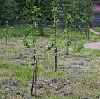 Благоустройство территории Государственного музея-заповедника А.С. Пушкина – Южный Посадка плодовки
