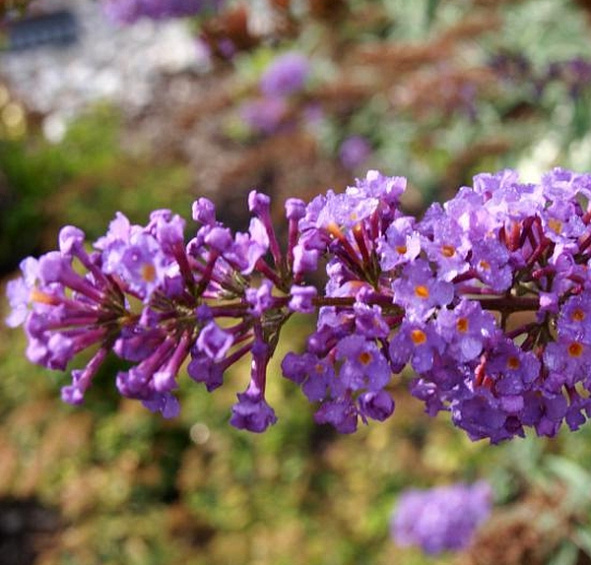 Буддлея Давида 'Бордер Бьюти'