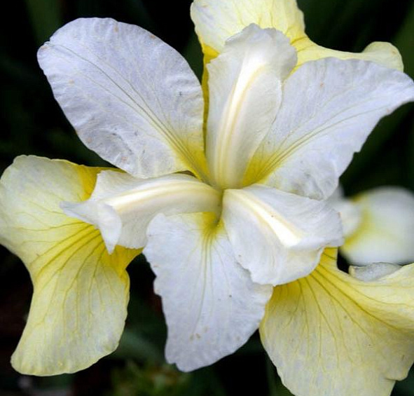 Ирис сибирский 'Баттер энд Шугар'