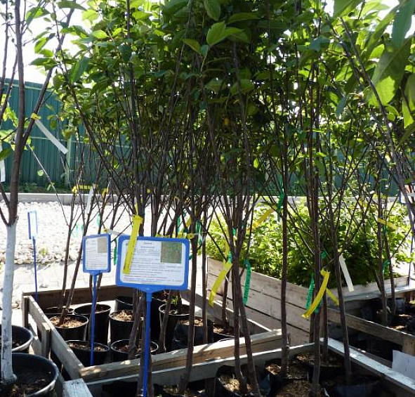 Вишня Апухтинская