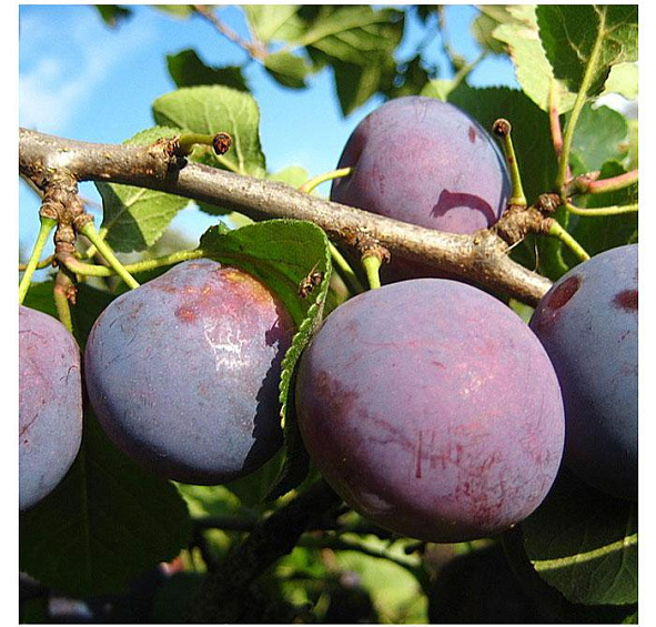 Слива 'Стартовая'