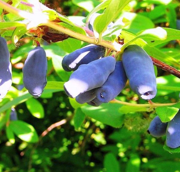 Жимолость съедобная 'Синичка'