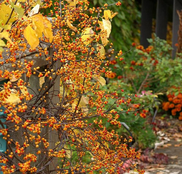 Древогубец лазящий Осенняя Революция (Autumn Revolution)