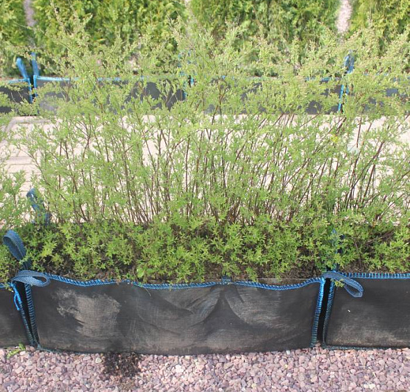 Спирея серая 'Грефшейм' блок живой изгороди