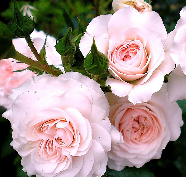 Роза Лариса (Larissa)