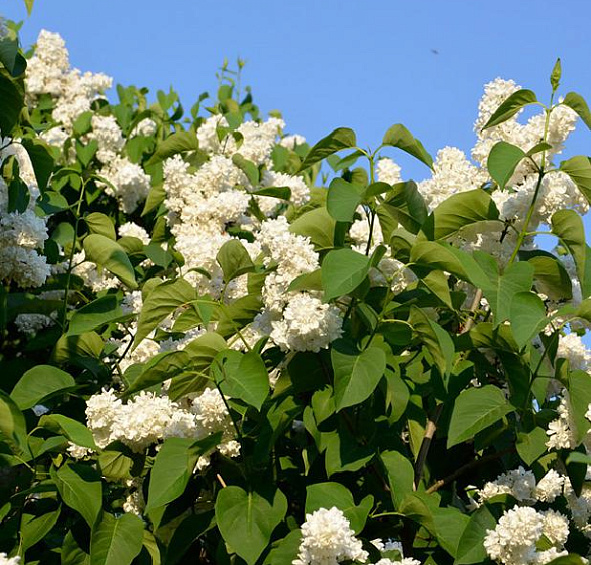 Сирень обыкновенная 'Принцесса Клементина' (белая)