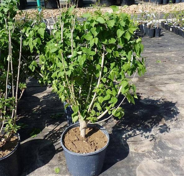 Сирень обыкновенная 'Миссис Эдвард Хардинг' (лилово - розовая)