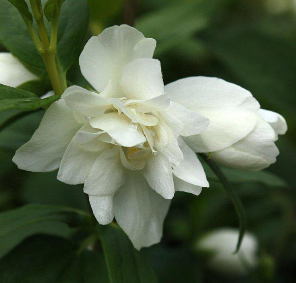 Чубушник 'Манто де Хермин' (мантия горностая)