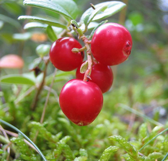 Брусника садовая 'Коралл'