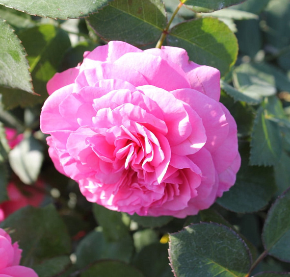 Роза 'Баронесса' (флорибунда) (розово - фуксиевый)						