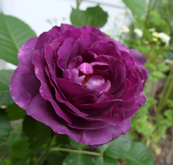 Роза 'Минерва' (чайно-гибридная) (фиолетовая)