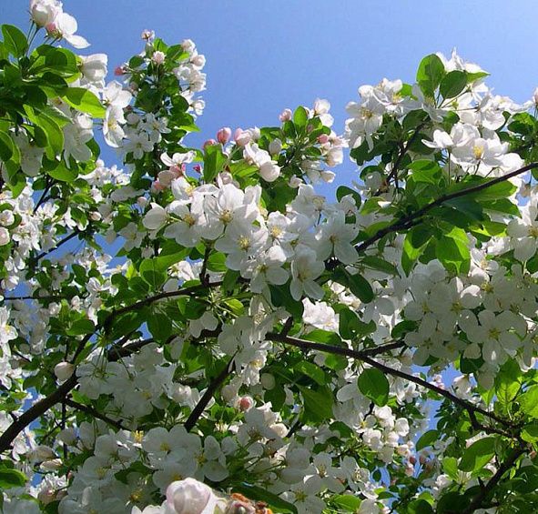 Яблоня ягодная