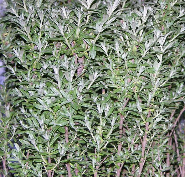 Облепиха крушиновидная 'Хикул'