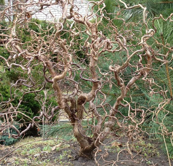 Лещина обыкновенная 'Конторта'