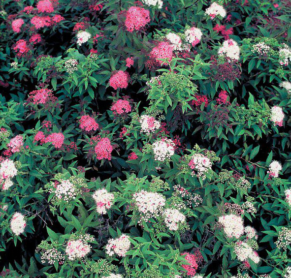 Спирея японская 'Дженпей'