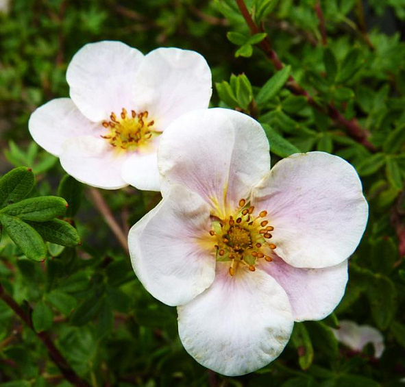 Лапчатка кустарниковая 'Пинк Куин'