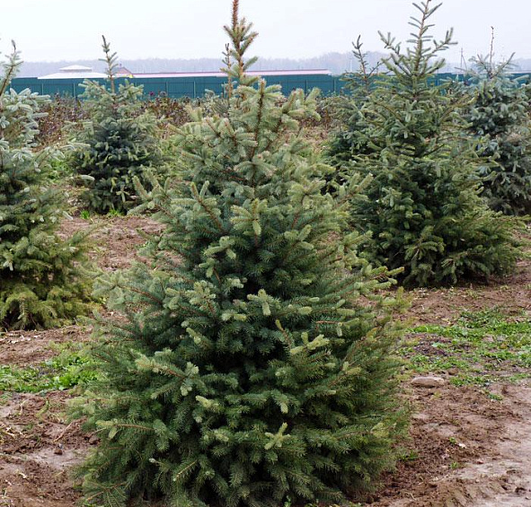 Ель колючая 'Глаука'