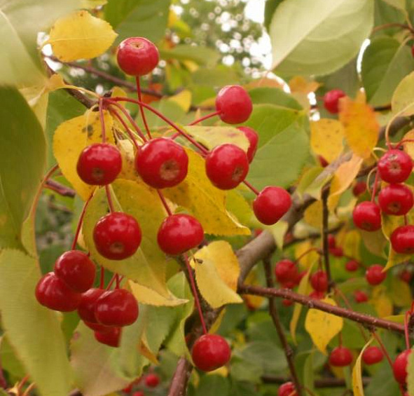 Яблоня домашняя 'Сибирка' (ягодная, ранетка)