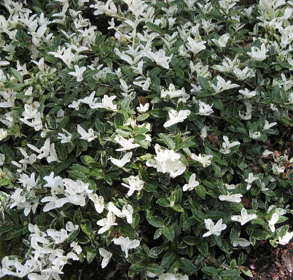 Бересклет Форчуна 'Арлекин'