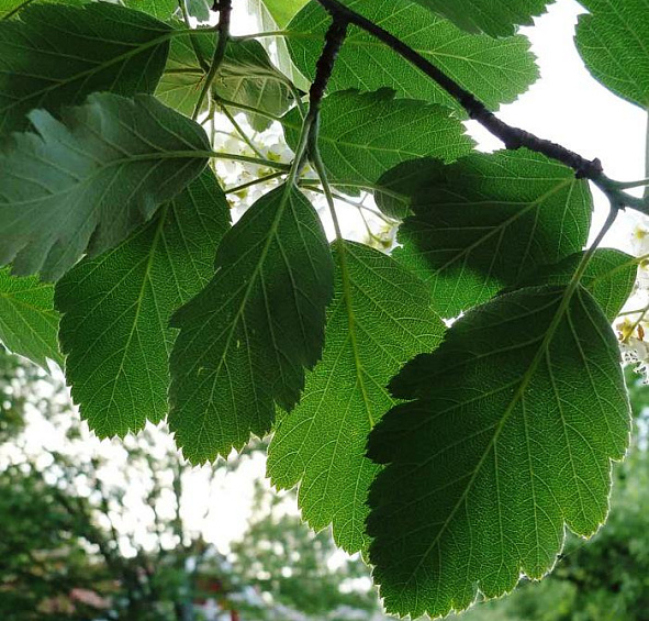 Рябина промежуточная (скандинавская)