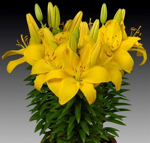 Лилия 'Рио Де Жанейро' (желтая)