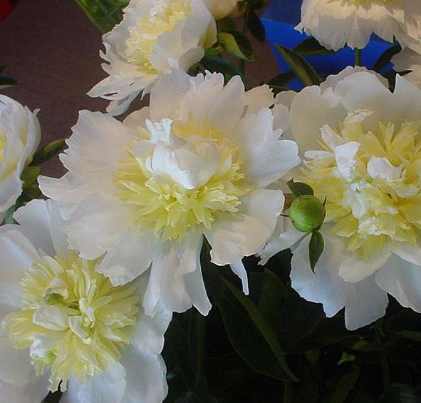 Пион Миссис Ж.В. Эдлунд (Mrs. J.V. Edlund)