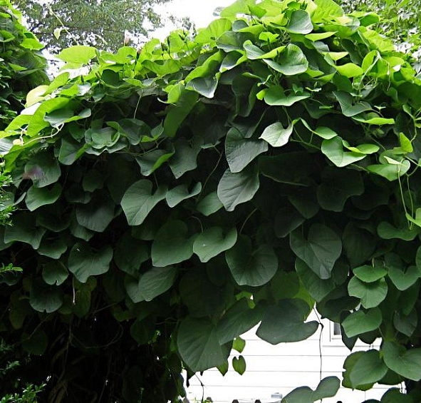 Аристолохия крупнолистная