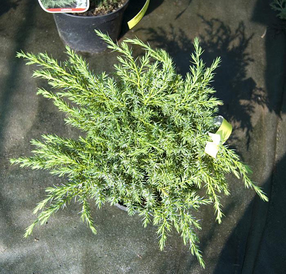 Можжевельник чешуйчатый 'Блу Швед'