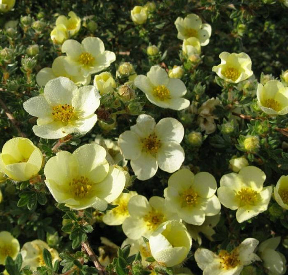 Лапчатка кустарниковая 'Маанелис'