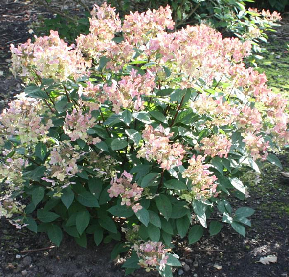 Гортензия метельчатая 'Эрли Сенсейшн'
