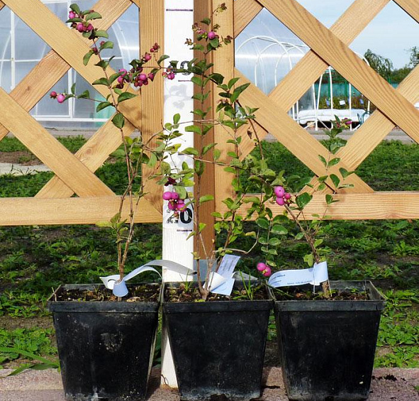 Снежноягодник Доренбоза 'Мазе оф Перл'