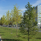 Благоустройство территории Административно-делового центра в п. Коммунарка – Южный Комунарка1