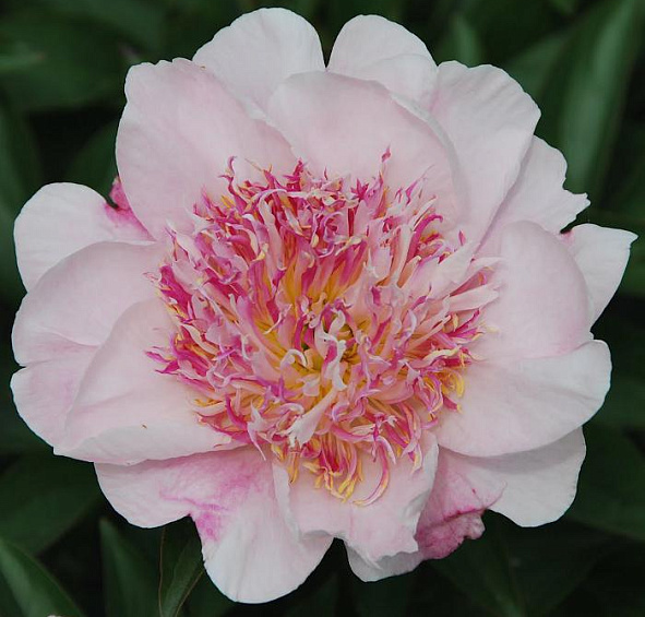 Пион Ду Телл (Do Tell)