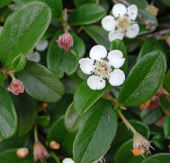 Кизильник Даммера 'Мункрепер'