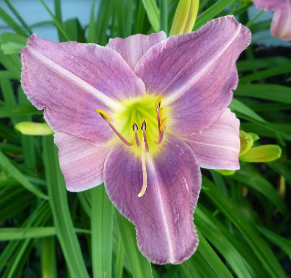 Лилейник Прейри Блу Айс