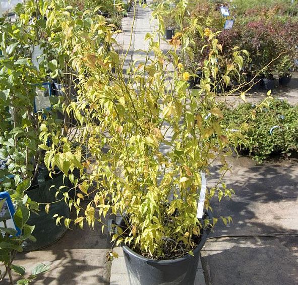 Керрия японская