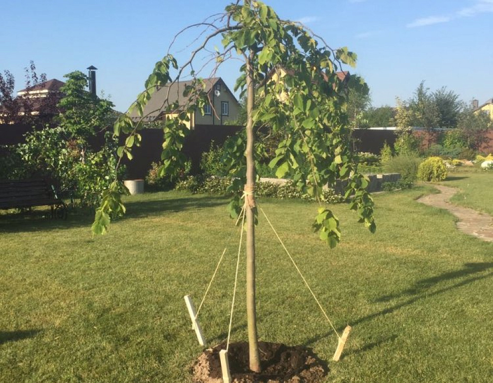 Галерея проектов: КП Сосновка Парк Липа на штамбе повислая на участке Южный